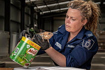 Wildlife Officer Abby Smith, from the Department of Land, Water and Planning (DEWLP) with an illegally traded Goldfields Shingleback Lizard (Tiliqua rugosa rugosa) that was discovered in a tin can whi...