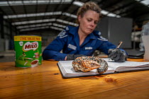 Wildlife Officer Abby Smith, from the Department of Land, Water and Planning (DEWLP) with an illegally traded Goldfields Shingleback Lizard (Tiliqua rugosa rugosa) that was discovered in a tin can whi...