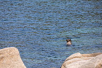Spotted seal (Phoca largha) head above water, boulders in foreground. Vrangel Bay, Primorsky Krai, Russia. August.