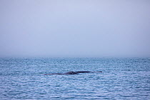 Bowhead whale (Balaena mysticetus), two swimming in shallow water. Vrangel Bay, Primorsky Krai, Russia. August.