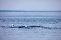 Bowhead whale (Balaena mysticetus) swimming at surface, flipper visible. Vrangel Bay, Primorsky Krai, Russia. August 2019.