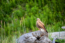 Rough-legged hawk (Buteo lagopus) perched on rock. Vrangel Bay, Primorsky Krai, Russia. August.