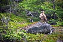 Rough-legged hawk (Buteo lagopus) perched on rock in boreal forest. Vrangel Bay, Primorsky Krai, Russia. August.