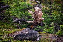 Rough-legged hawk (Buteo lagopus) taking off in forest. Vrangel Bay, Primorsky Krai, Russia. August.