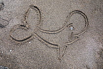 Drawing of Whale in sand, beach in Vrangel Bay where Bowhead whale (Balaena mysticetus) congregate every summer. Primorsky Krai, Russia. August.