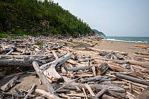 Driftwood on beach, Vrangel Bay, Primorsky Krai, Russia. August 2019.