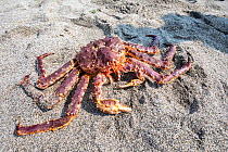 Red king crab (Paralithodes camtschaticus) on sand. Vrangel Bay, Primorsky Krai, Russia. August.