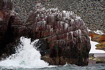 Kittiwake colony (Rissa tridactyla) on cliffs, Syltefjordstauran, Varanger peninsula, Arctic Norway