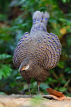 Grey peacock-pheasant (Polyplectron bicalcaratum) Tongbiguan Nature Reserve, Dehong, Yunnan, China