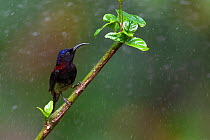 Black-throated sunbird (Aethopyga saturata) Tongbiguan nature reserve, Dehong, Yunnan, China