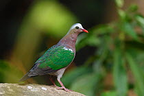 Common emerald dove (Chalcophaps indica) Tongbiguan nature reserve, Dehong, Yunnan, China