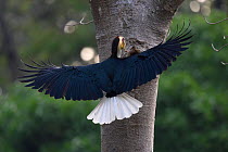 Wreathed hornbill (Rhyticeros undulatus) flying to tree, Tongbiguan Nature Reserve, Dehong, Yunnan, China