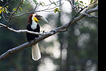 Wreathed hornbill (Rhyticeros undulatus) Tongbiguan Nature Reserve, Dehong, Yunnan, China