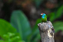 Blue-throated barbet (Psilopogon asiaticus) Tongbiguan Nature Reserve, Dehong, Yunnan, China