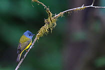 Grey-headed canary-flycatcher (Culicicapa ceylonensis) Gaoligongshan, Yunnan, China