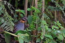 Rufous-throated Partridge (Arborophila rufogularis) Gaoligongshan, Yunnan, China