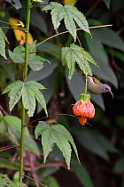 Black-throated sunbird (Aethopyga saturata) female, Gaoligongshan, Yunnan, China