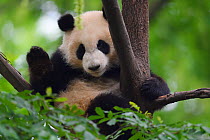 Giant panda (Ailuropoda melanoleuca) Chengdu Panda Breeding Centre, Sichuan, China. Captive