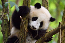 Giant panda (Ailuropoda melanoleuca) cub in tree,  Chengdu Panda Breeding Centre, Sichuan, China. Captive
