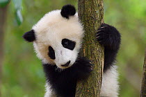 Giant panda (Ailuropoda melanoleuca) cub in tree, Chengdu Panda Breeding Centre, Sichuan, China. Captive