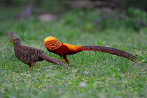 Golden pheasant (Chrysolophus pictus) male and female, Yangxian nature reserve, Shaanxi, China