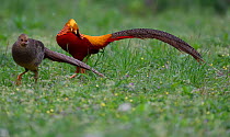 Golden pheasant (Chrysolophus pictus) male and female, Yangxian nature reserve, Shaanxi, China