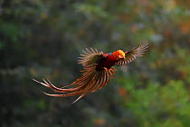 Golden pheasant (Chrysolophus pictus) male in flight, about to land, Yangxian nature reserve, Shaanxi, China