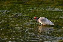 Crested ibis (Nipponia nippon) in water, Yangxian nature reserve, Shaanxi, China