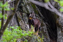 Chinese goral (Naemorhedus griseus) Tangjiahe Nature Reserve, Sichuan, China