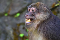 Tibetan macaque (Macaca thibetana) dominant male, Tangjiahe Nature Reserve, Sichuan, China