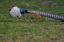 Lady Amherst's pheasant (Chrysolophus amherstiae) male displaying, Kanding, Sichuan, China