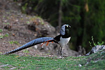 Lady Amherst&#39;s pheasant (Chrysolophus amherstiae) Kanding, Sichuan, China