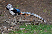 Lady Amherst&#39;s pheasant (Chrysolophus amherstiae) Kanding, Sichuan, China