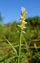 Murainagrass (Ischaemum muticum) flower spike. Krabi, Thailand.