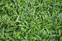 Broadleaf carpetgrass (Axonopus compressus), prostrate plants in lawn. Bangkok, Thailand .