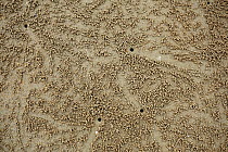 Balls of sand and escape holes forming pattern in sand, created by Bubbler crab (Scopimera sp). Andaman Sea at low tide, near Krabi, Krabi Province, Thailand.