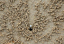 Bubbler crab (Scopimera sp) with balls of sand and escape hole forming pattern in sand. Andaman Sea at low tide, near Krabi, Krabi Province, Thailand.
