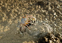 Sand bubbler crab (Scopimera sp) on sand at low tide, Andaman Sea. Near Krabi, Krabi Province, Thailand.