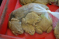 Chinese edible frogs (Hoplobatrachus rugulosus) in net bag at market, alive. Bangkok, Thailand.