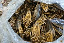 Giant water bugs (Lethocerus indicus) in plastic bag, at market. Bangkok, Thailand.