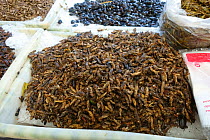 Edible cricket (Acheta domestica), many on stall at food market. Bangkok, Thailand.