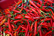Red chili peppers (Capsicum sp) at food market. Bangkok, Thailand.