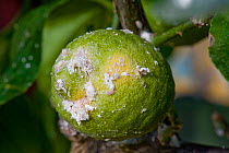 Glasshouse mealy bug (Pseudococcus viburni) infestation on Lemon (Citrus limon) fruit, cultivated in conservatory.