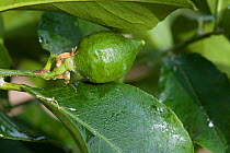 Glasshouse mealy bug (Pseudococcus viburni) honeydew from infestation on Lemon (Citrus limon) fruit, cultivated in conservatory.