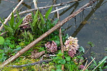 Butterbur (Petasites hybridus), on bank of Kennet and Avon Canal, Hungerford, Berkshire, England, UK. March.