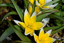Tarda tulip (Tulipa tarda) flowers cultivated in garden.