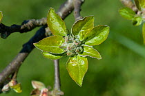 Apple (Malus domestica) flower buds and fresh green leaves following bud burst, Berkshire, England, UK. April.