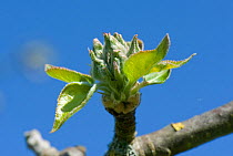 Apple (Malus domestica) bud burst, flower buds opening surrounded by fresh green leaves. Berkshire, England, UK. April.