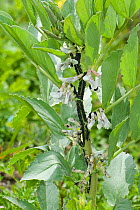 Black bean aphid (Aphis fabae) infestation on Broad bean (Vicia faba) plant. Berkshire, England, UK. June.
