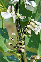 Black bean aphid (Aphis fabae) infestation on flowering Broad bean (Vicia faba). Berkshire, England, UK. June.